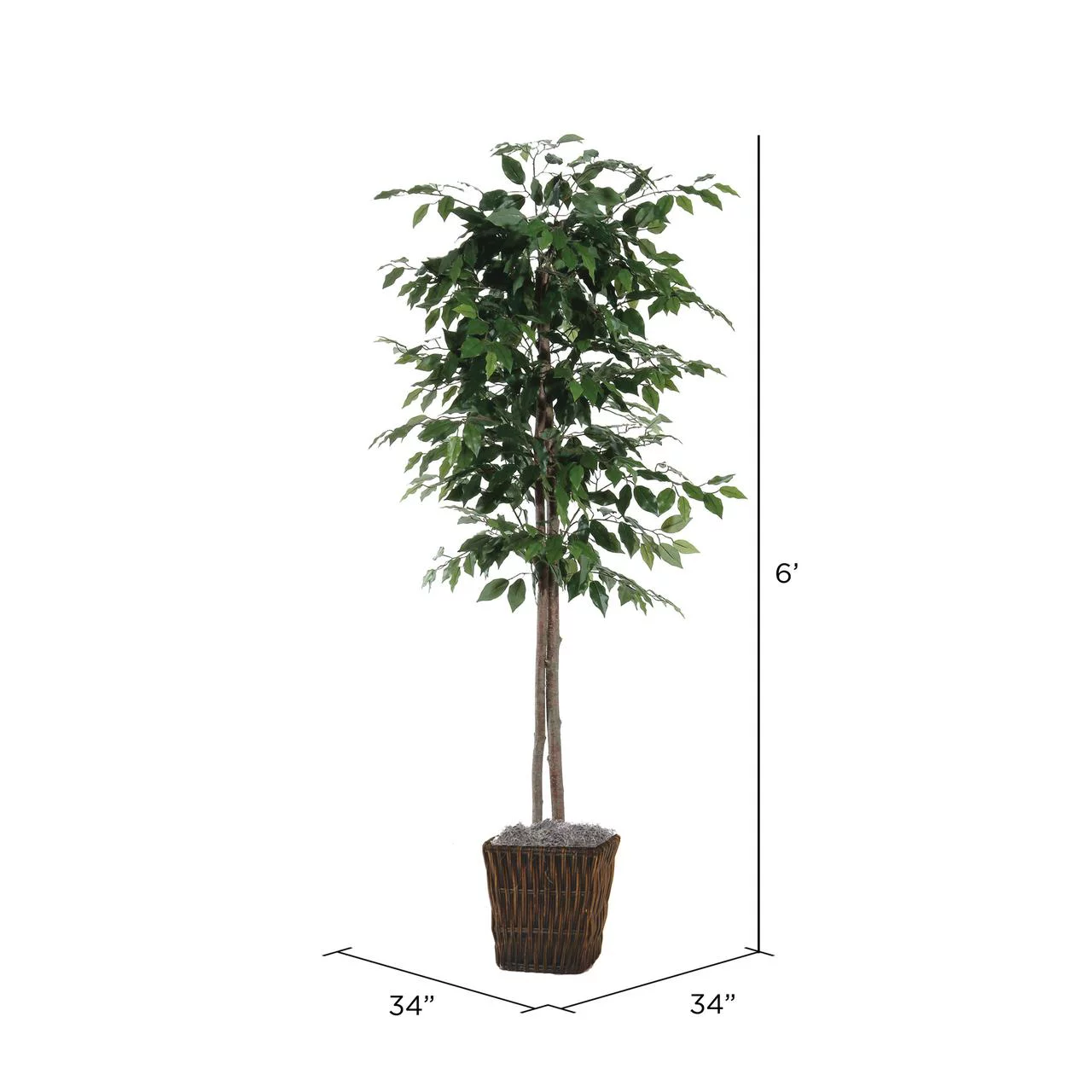 Vickerman 6' Artificial Ficus, Square Willow Basket.