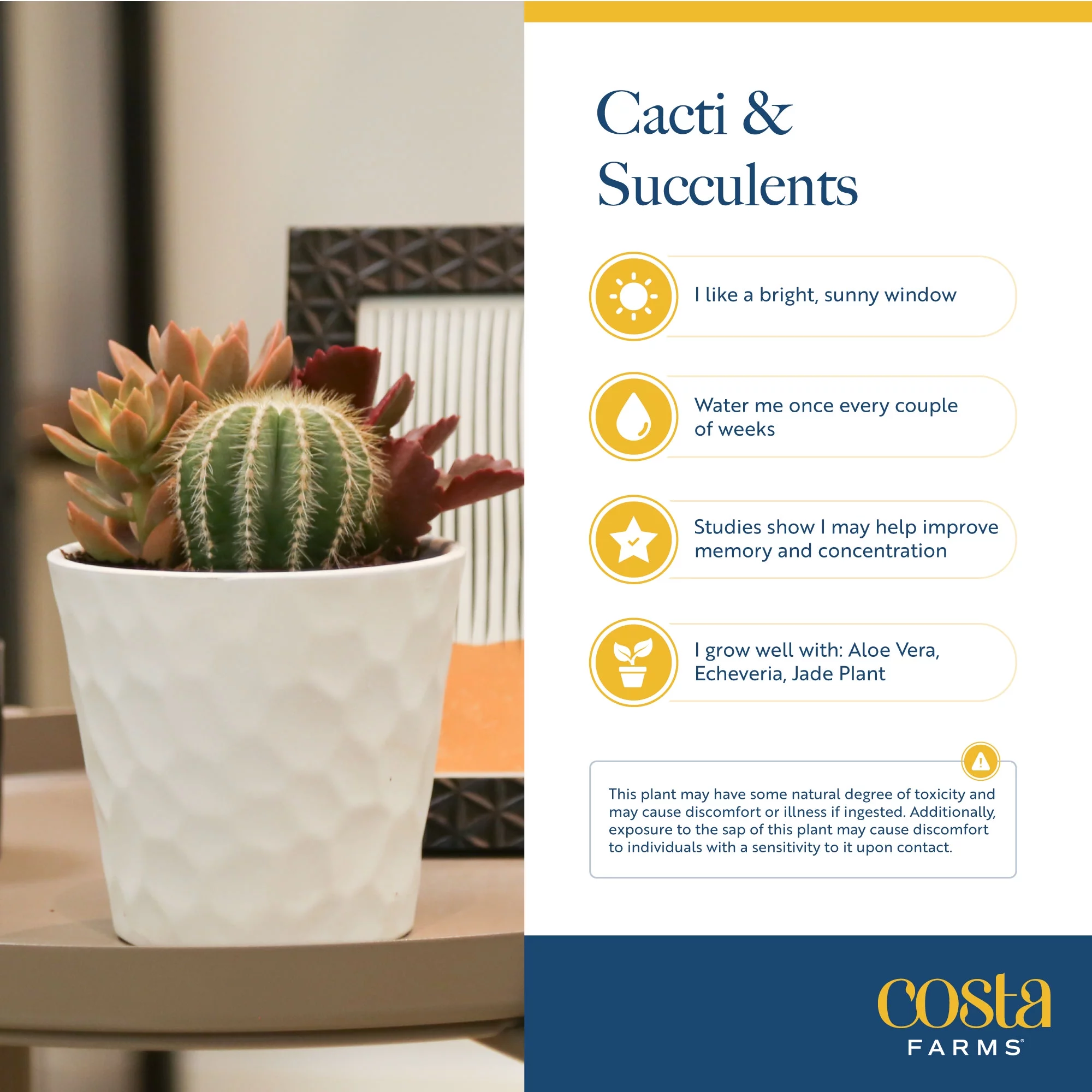 Cactus; Bright, Direct Sunlight Plant in 4in. Grower Pot, 3-Pack