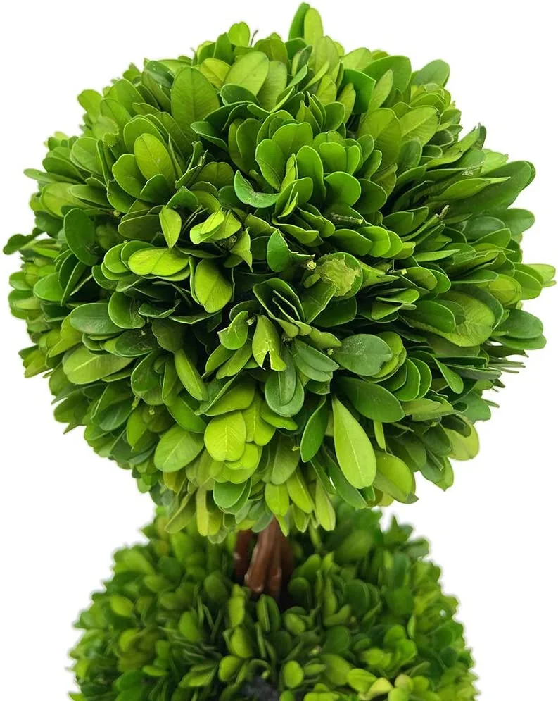 Real Preserved Boxwood Double Topiary