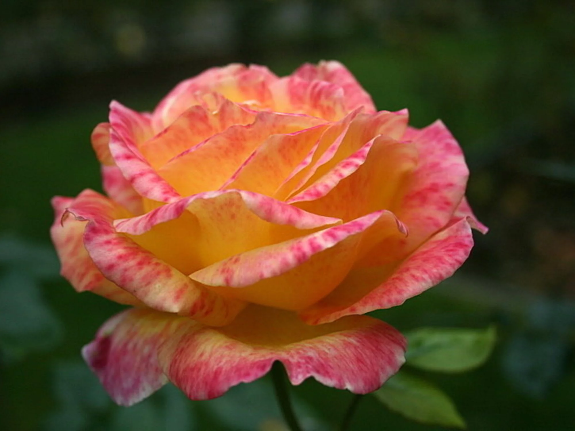 30+ Seeds|Love & Peace Rose Hybrid Flower - Authentic Seeds - Perennial~GMO Free~~Flower seeds ~ Asian Garden~ Herbs B5G1#1093