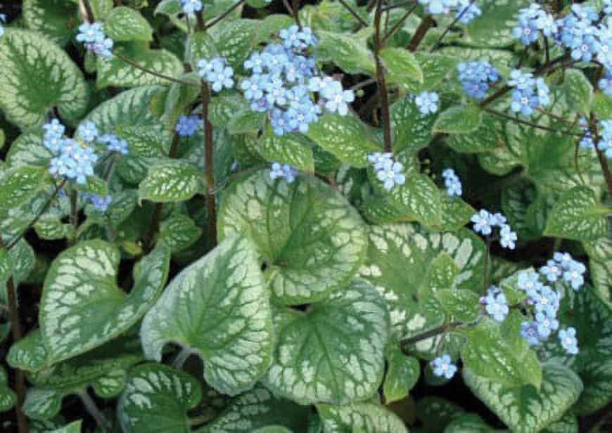 Emerald Mist Bugloss - Brunnera - Shade Perennial - Gallon Pot