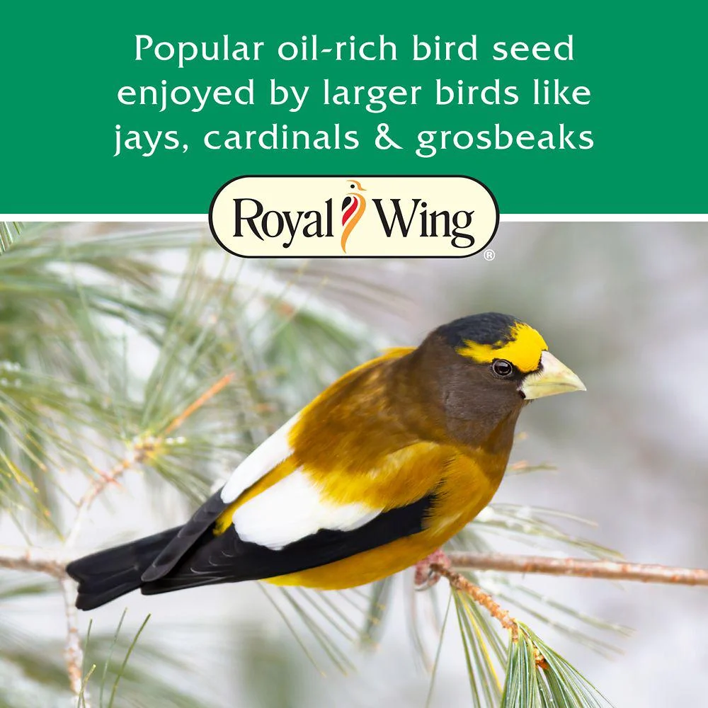 Royal Wing Grey-Striped Sunflower Wild Bird Food, 20 lb.