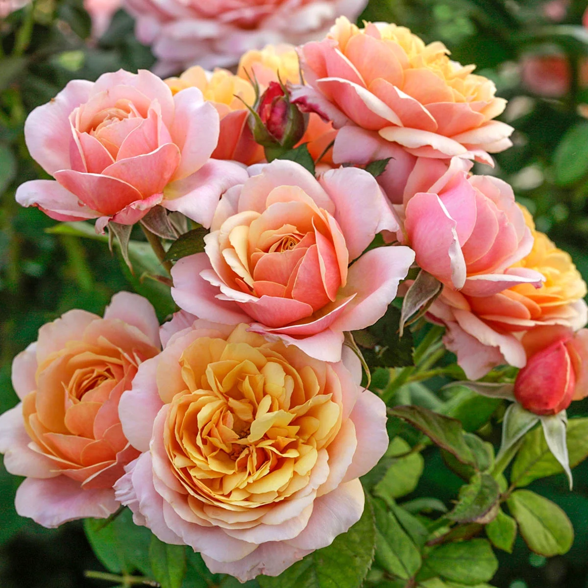 State of Grace Grandiflora Rose Dormant Bare Root Starter Plant, 1-Pack