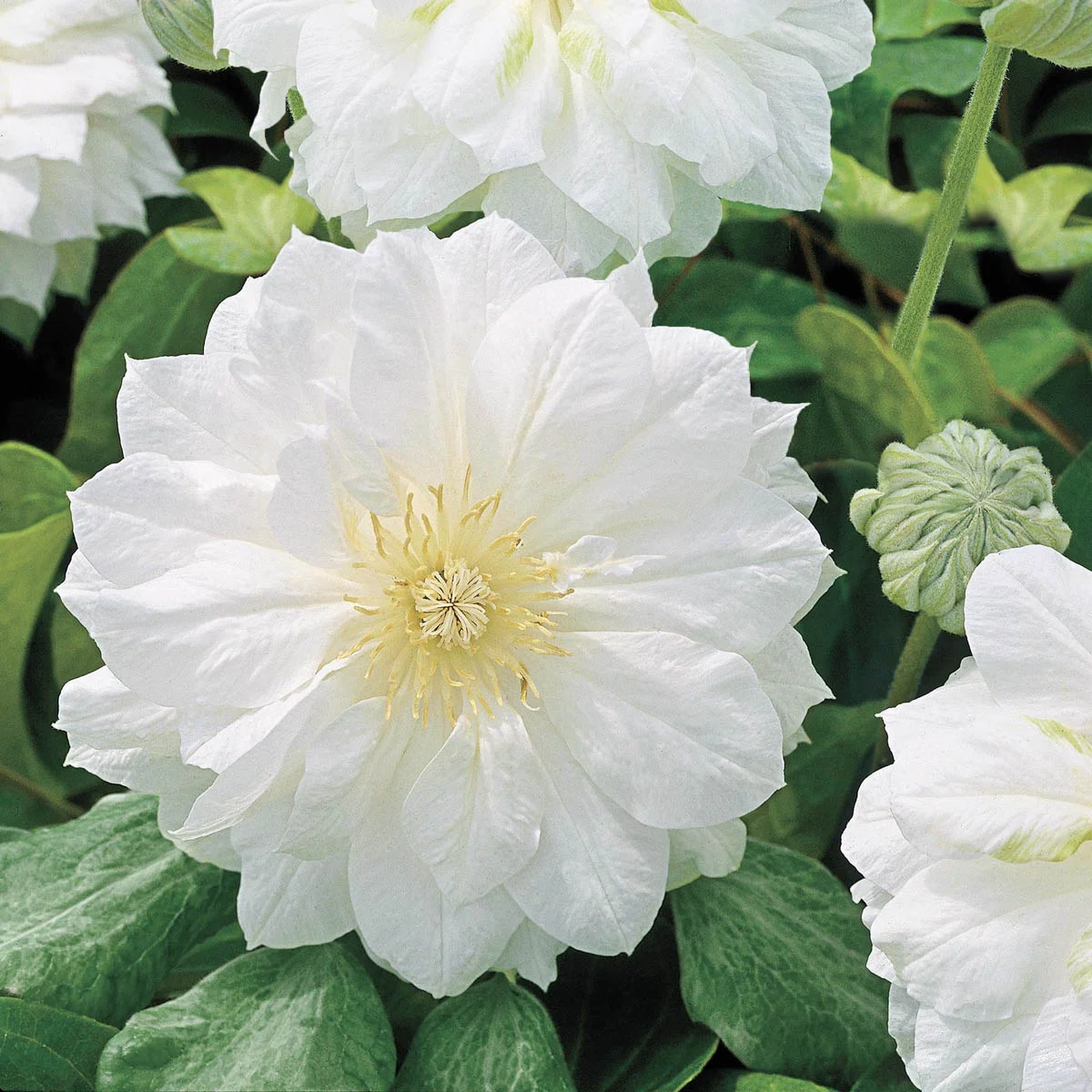 Spring Hill Nurseries White Flowering Duchess of Edinburgh Clematis Vine, 4-Inch Potted Perennial Plant, 1-Pack