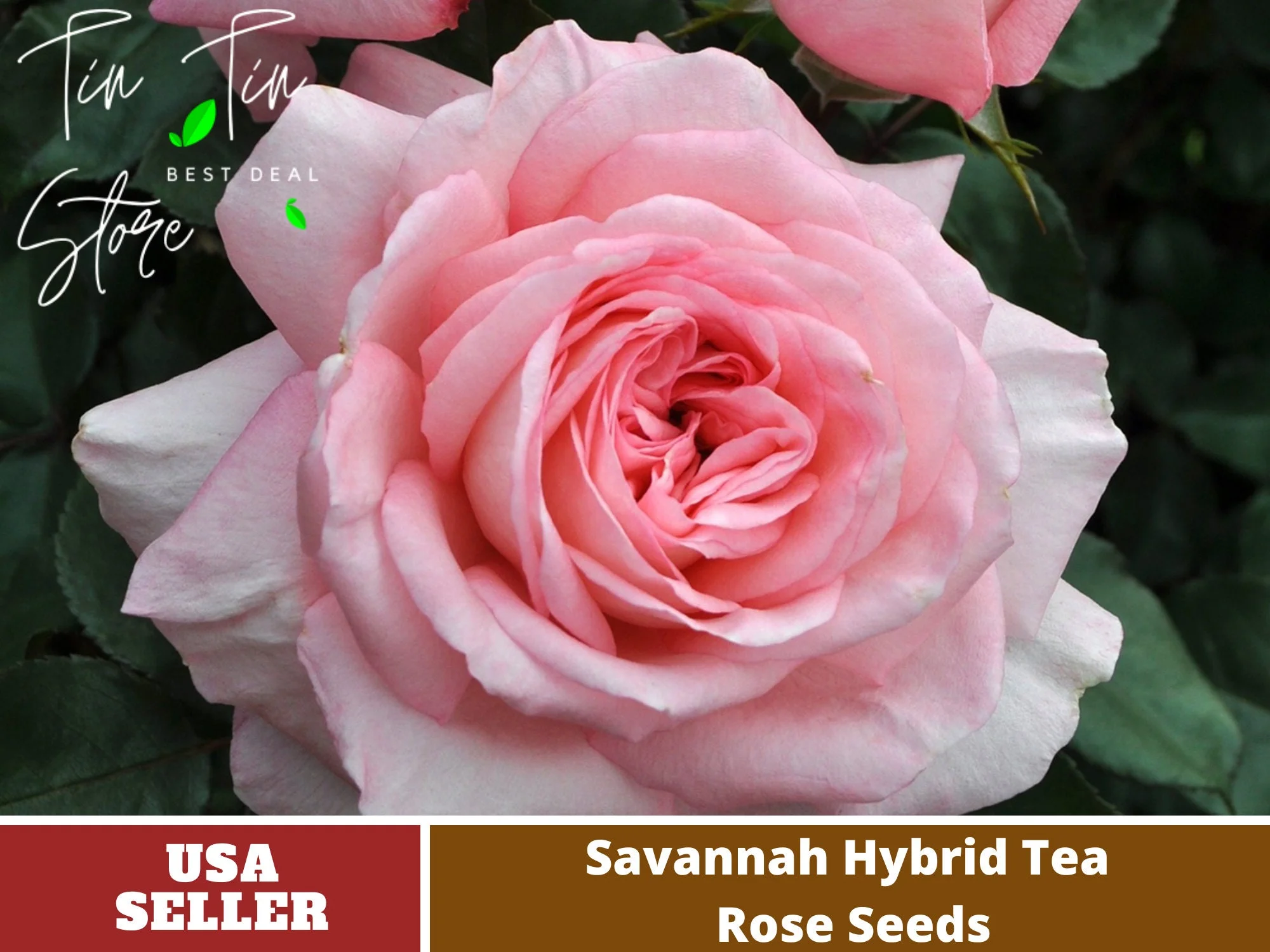30 Rare Seeds| Savannah Hybrid Tea Rose Seeds#1038 | Seeds, Herbal Seeds, Flower Seeds, No GMO , Mixed Seed, Chinese Seeds