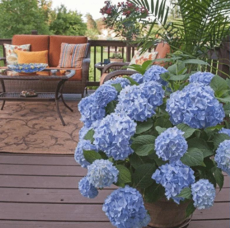The Original Hydrangea (1 Gallon) Endless Summer Outdoor Live Plant