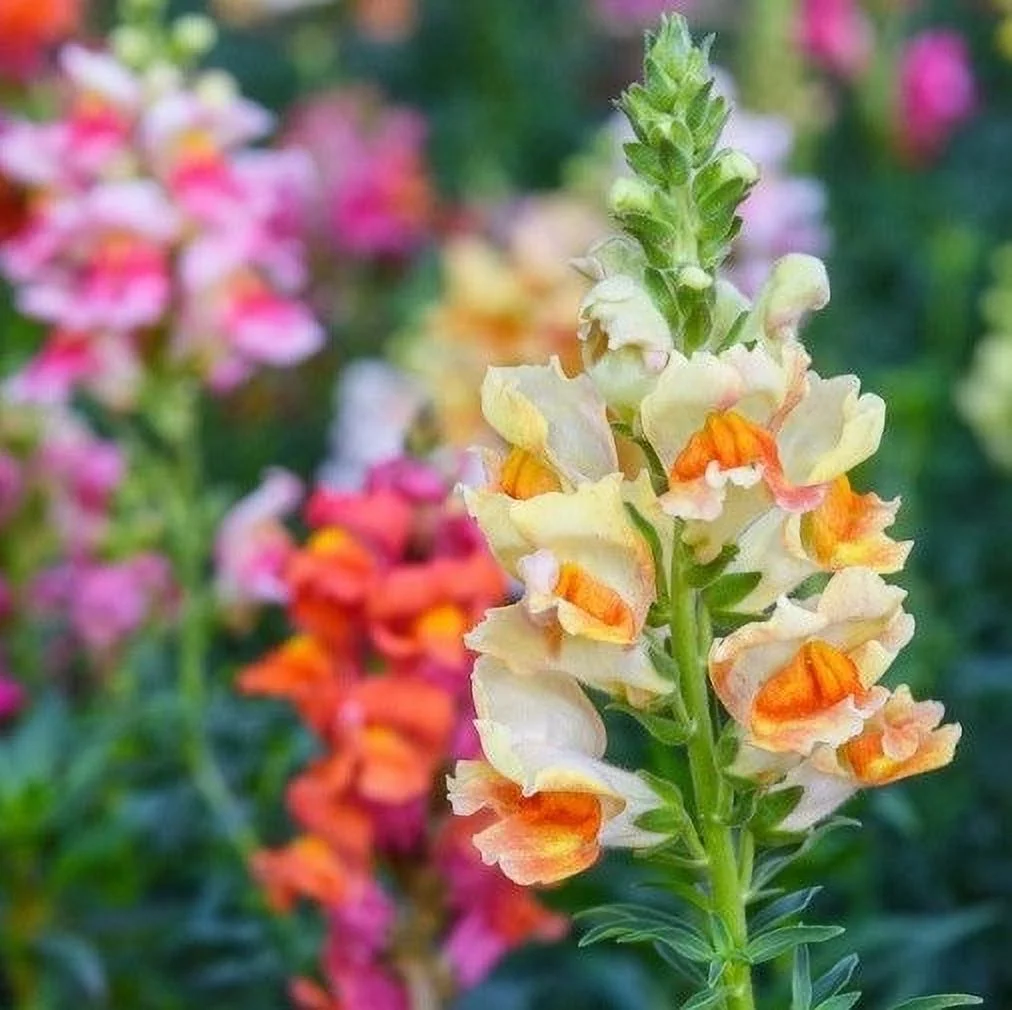 Snapdragon Seeds - Tetra Mix - Packet - Red/Pink/Yellow Flower Seeds,  Heirloom Seed  Attracts Bees, Attracts Butterflies, Attracts Hummingbirds, Attracts Pollinators, Easy to Grow & Maintain