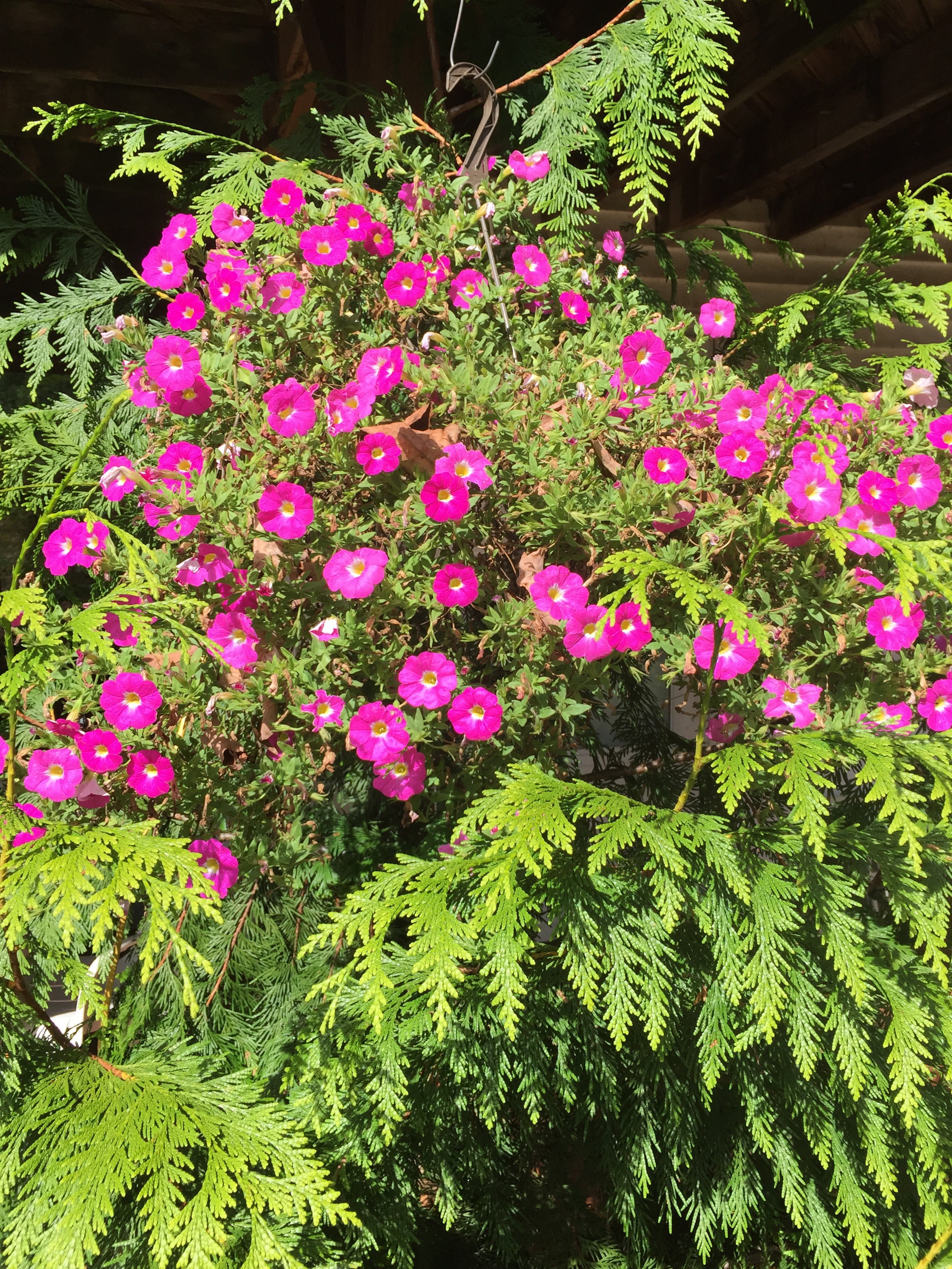 Fishing Glass Liquid (Fish Fertilizer) and Plus Seaweed, Organic Natural Plant Fertilizer with Soil Nutrients 1 Gallon