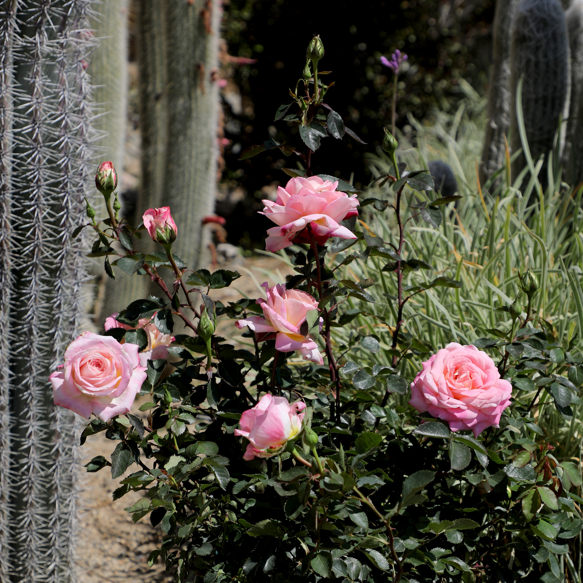 'True Bliss' PP28929 Rose Bush | Pink Roses | 8qt. Grow Pot | Full Sun | True Bloom by Altman Plants