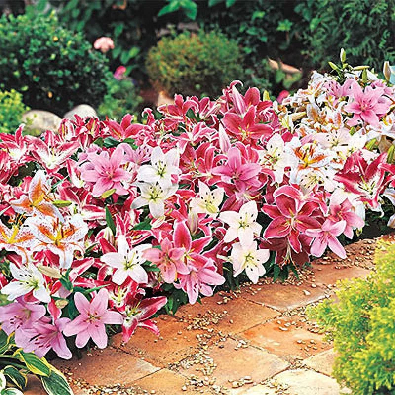 Oriental Border Lily Mix Dormant Flowering Bulbs (3-Pack)