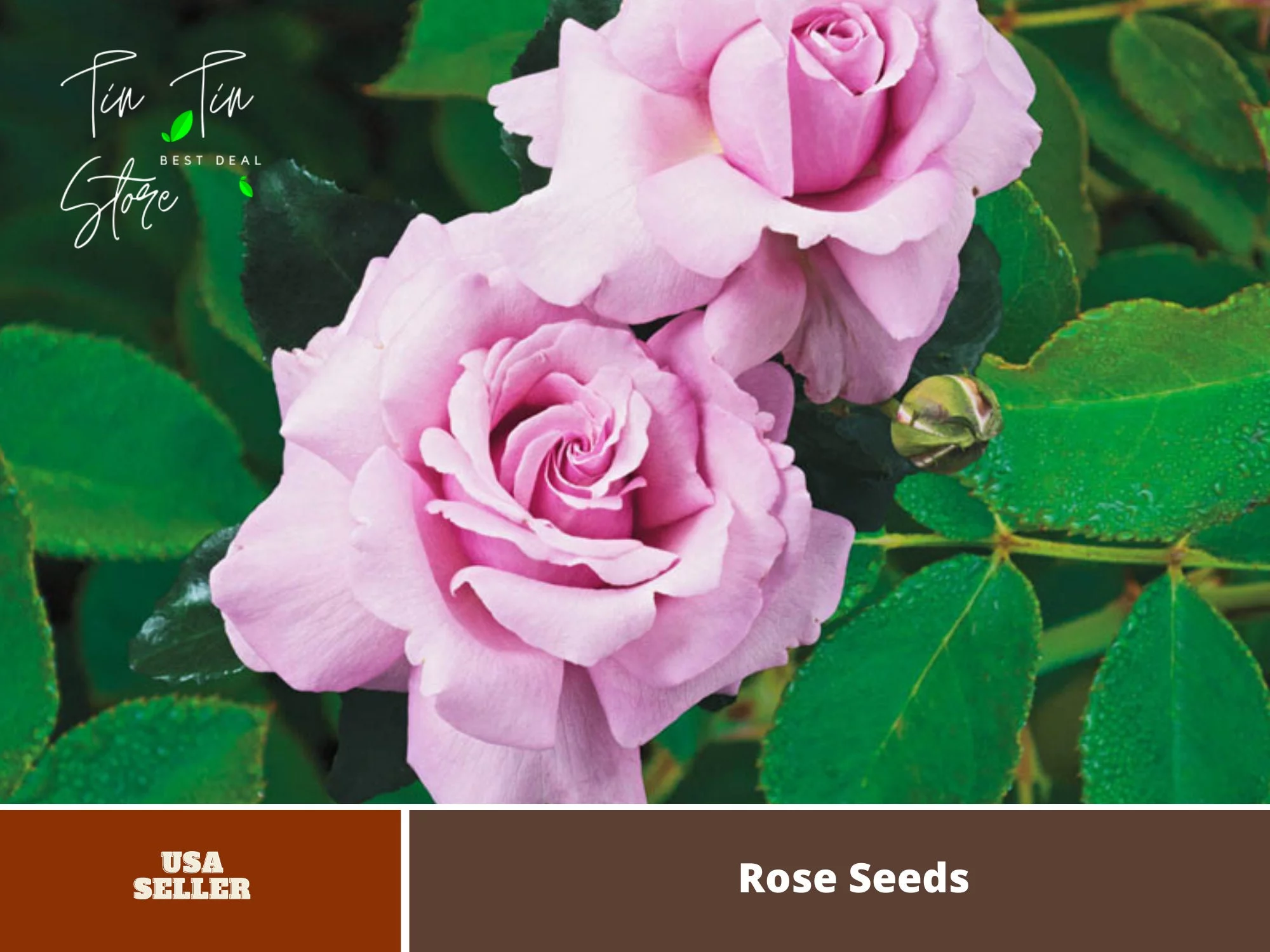30 Seeds| Memorial Day rose (Pink Hybrid Tea Rose) seeds #1403 |BUY 4 GET 1 FREE|