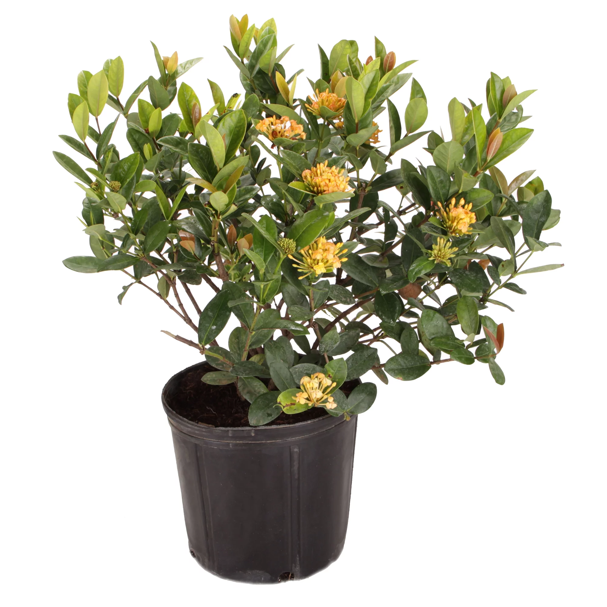 Solscape by Costa Farms Live Outdoor Multicolor Ixora Plant in 2g. Grower Pot