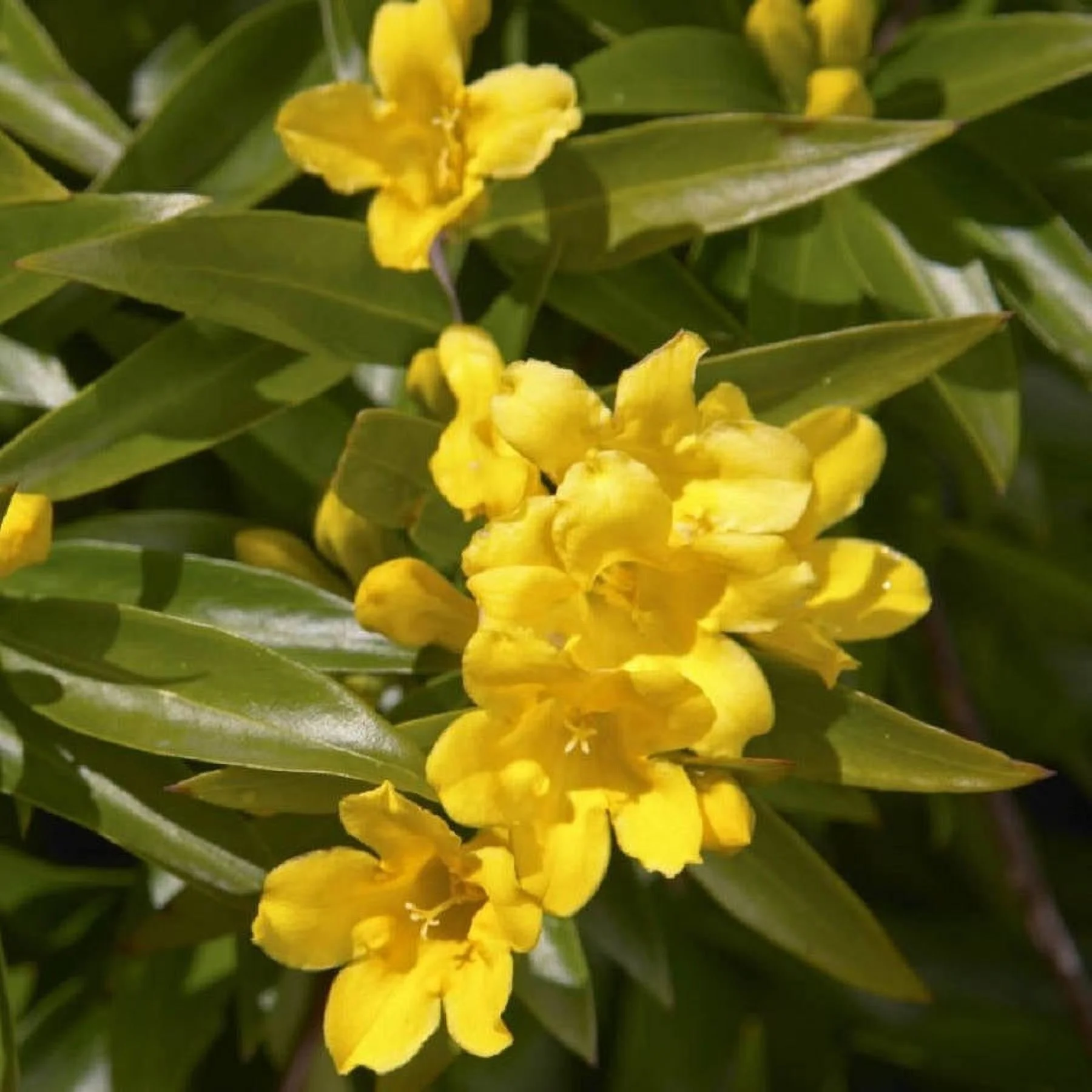 Carolina Jessamine (2 Gallon) Semi-Evergreen Blooming Vine with Yellow Flowers Live Outdoor Plant