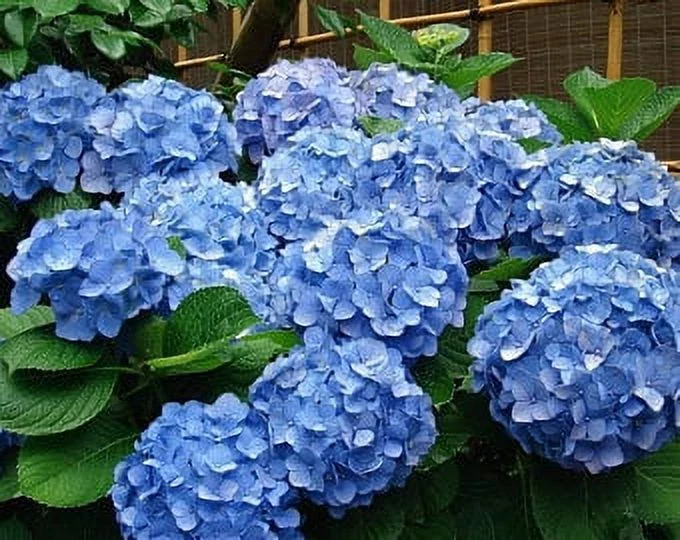 Hydrangea Arborescens Blue - 2.25 Inch Starter Plant