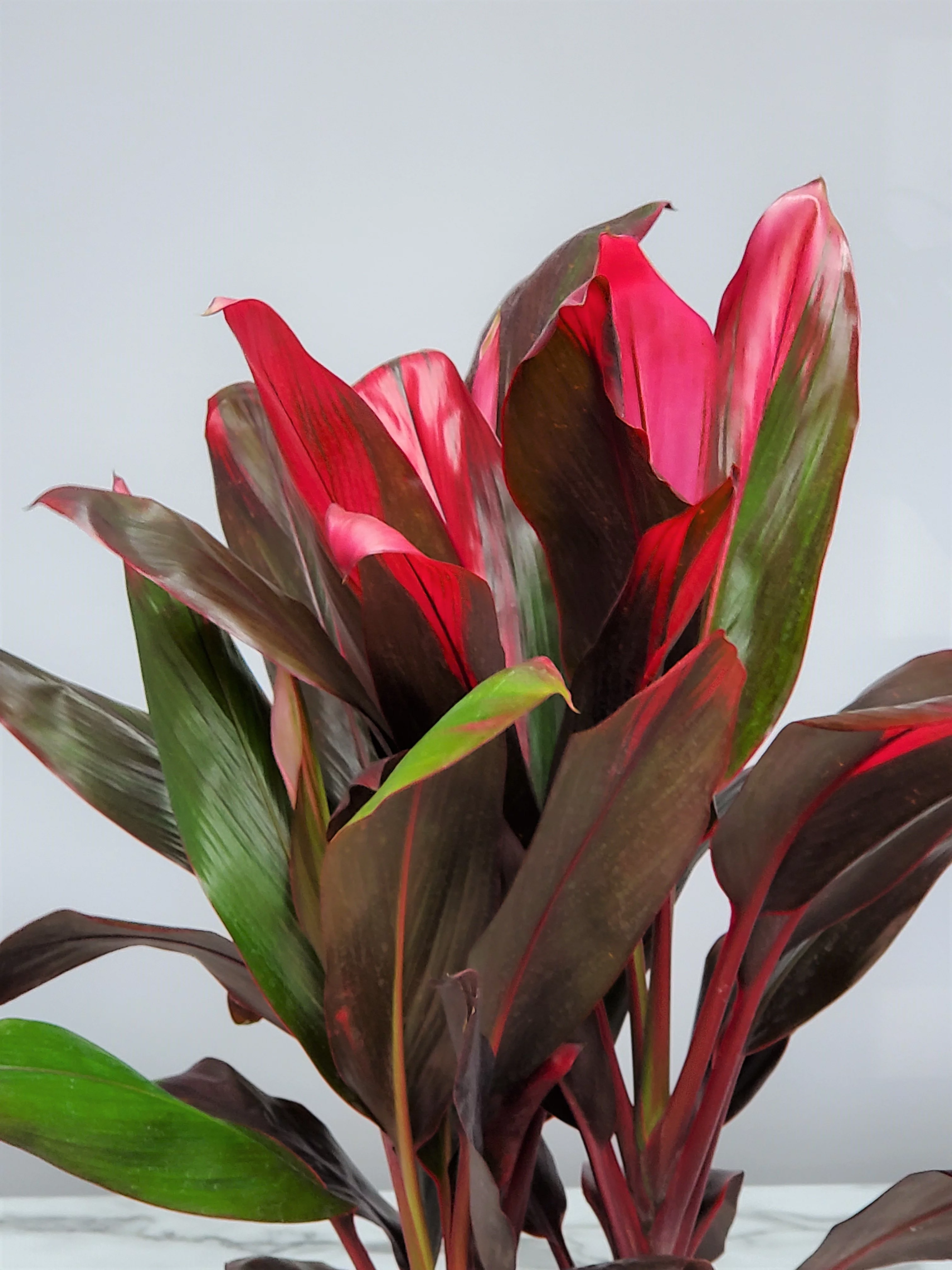 Tropical Plants of Florida 26