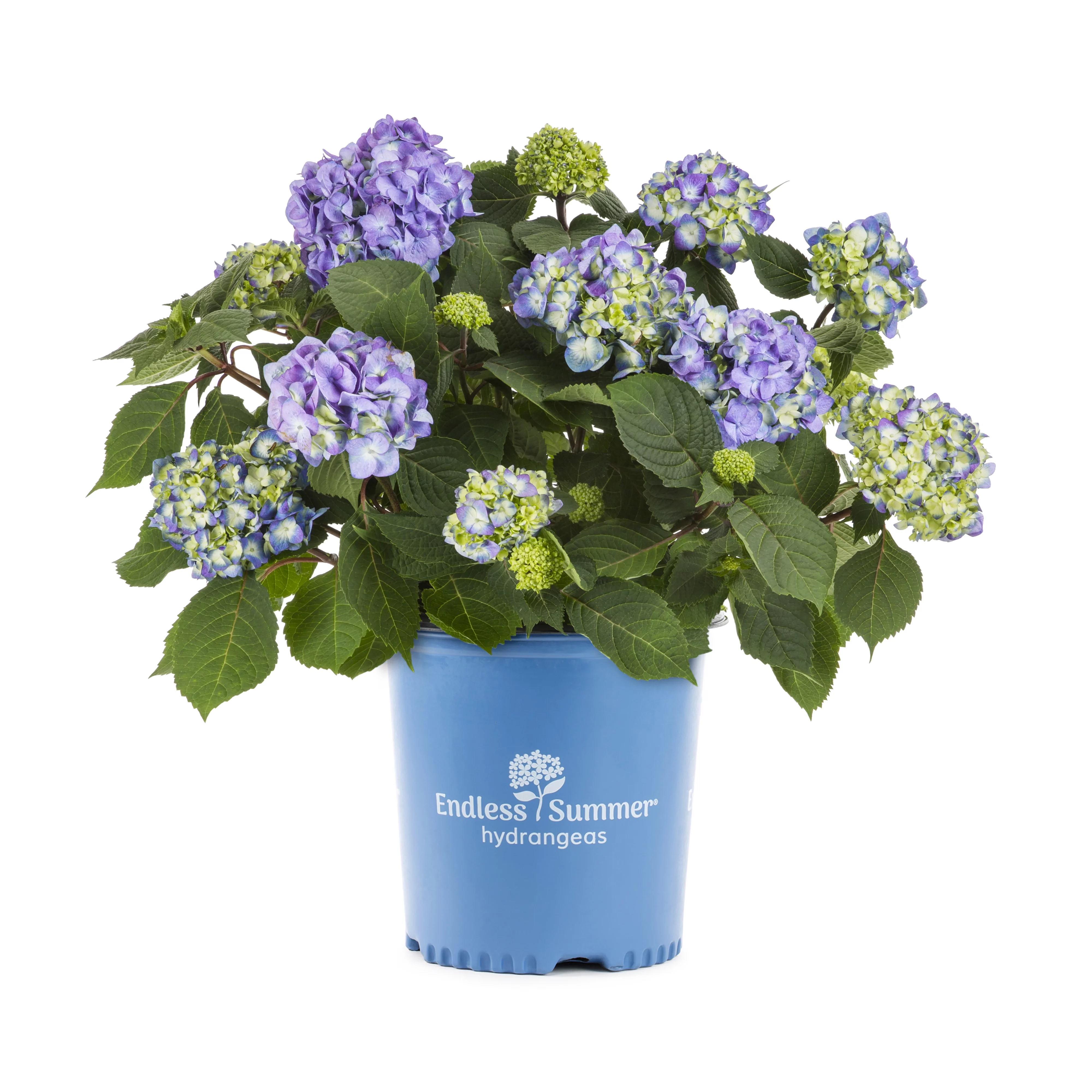 Endless Summer 1G Blue Pink Hydrangea Live Shrub (1-pack) with Grower Pot