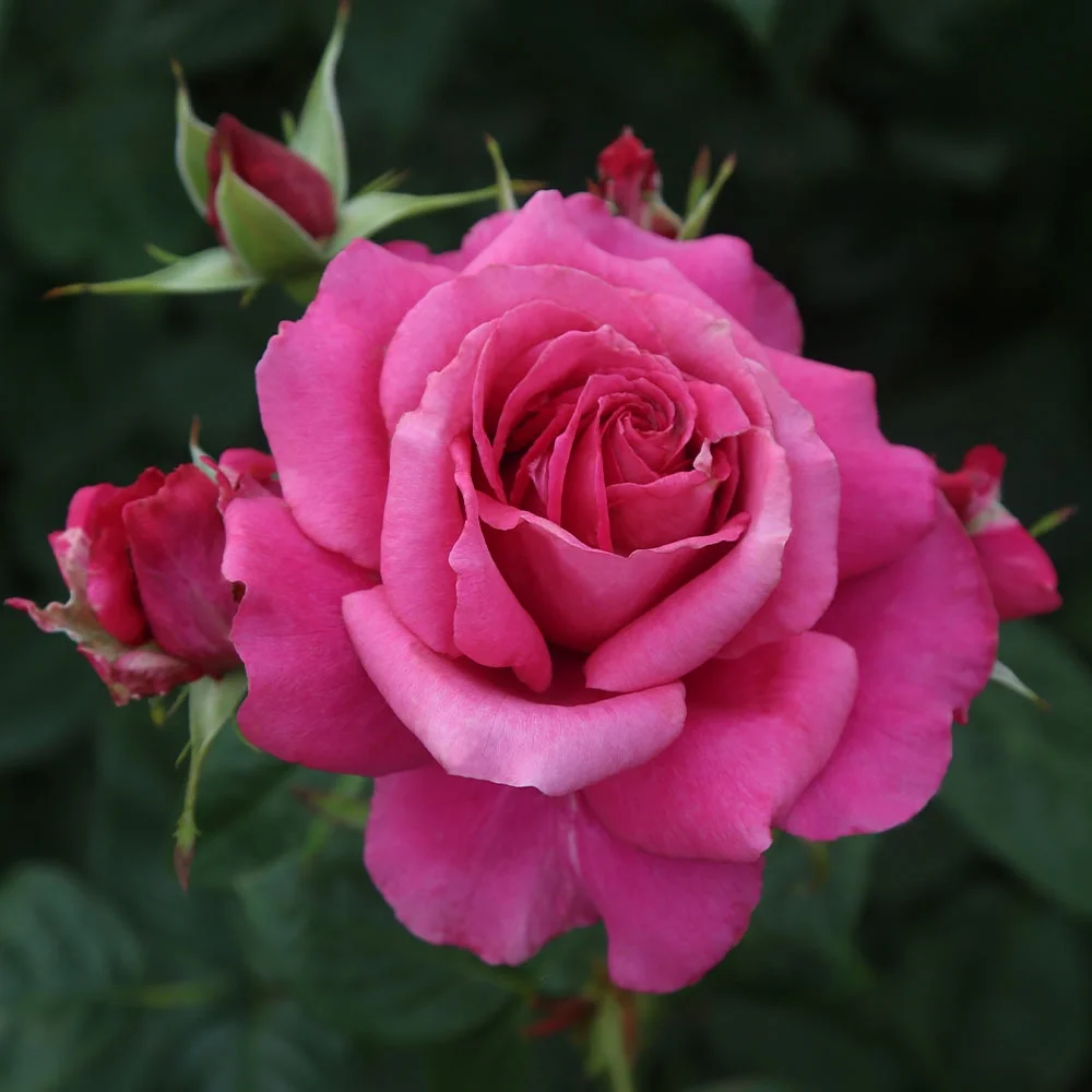 Heirloom Roses Rose Bush - Pretty Lady Rose™ Hybrid Tea , Live Rose Plant