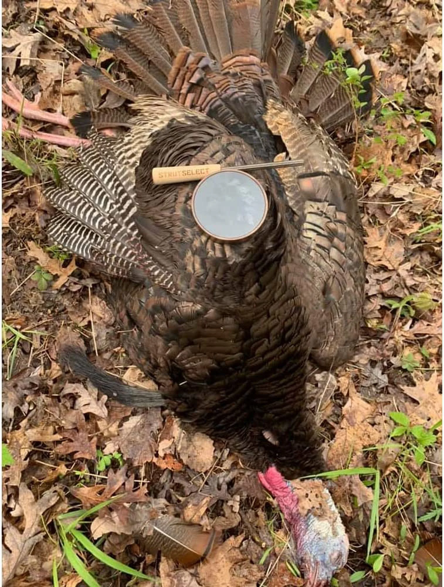 Hs Strut Turkey Call Pot Style - Select Closing Time Glass!