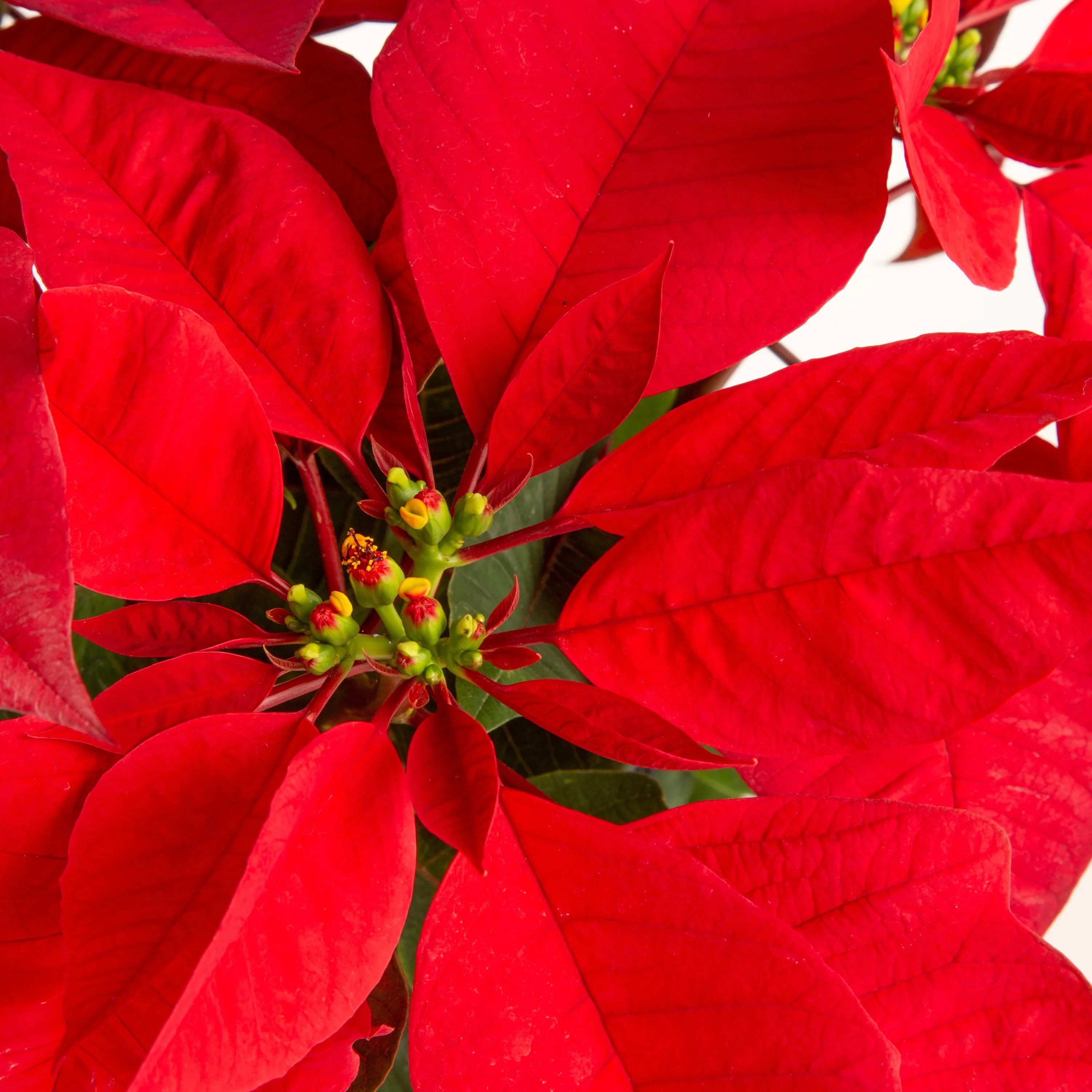 Costa Farms Live Indoor 8in. Tall Red Poinsettia; Bright, Indirect Sunlight Plant in 3.5in. Gold Pot Cover, 4-Pack
