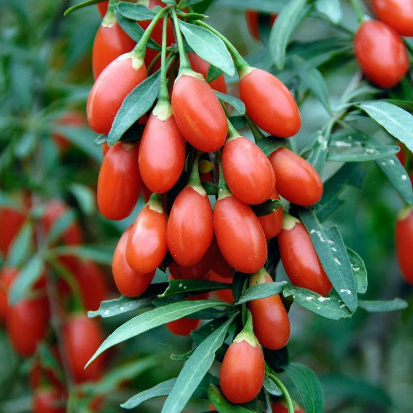 Goji Seeds - Packet -  Herb Seeds,  Heirloom Seed  Attracts Bees, Attracts Pollinators, Edible, Medicinal