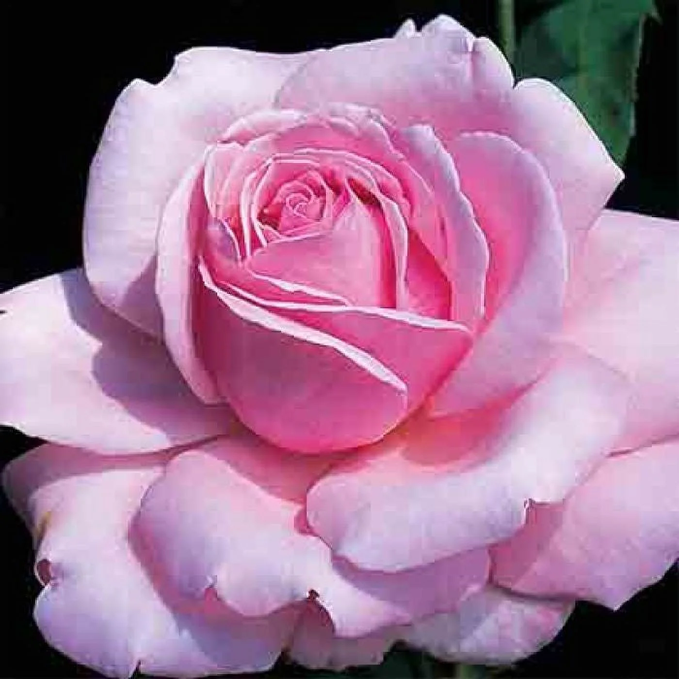 30 Seeds| Memorial Day rose (Pink Hybrid Tea Rose) seeds #1403 |BUY 4 GET 1 FREE|