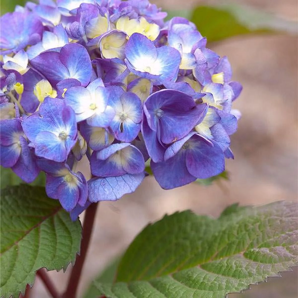 Brighter Blooms - Endless Summer BloomStruck Hydrangea Shrub, 5 gal. - No Shipping To AZ