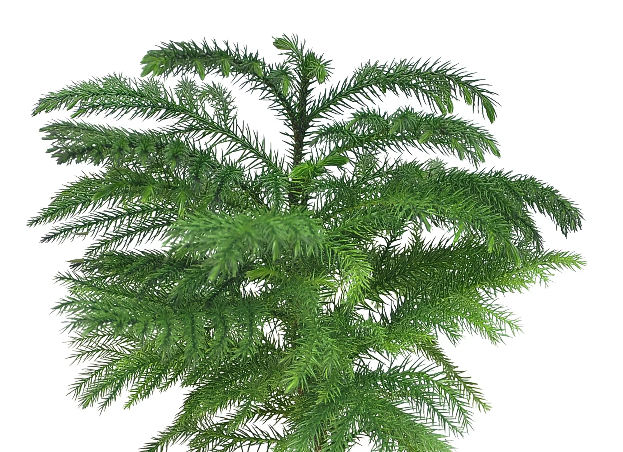 Costa Farms Live Indoor 10in. Tall Green Norfolk Island Pine; Bright, Direct Sunlight Plant in 4in. Ceramic Planter