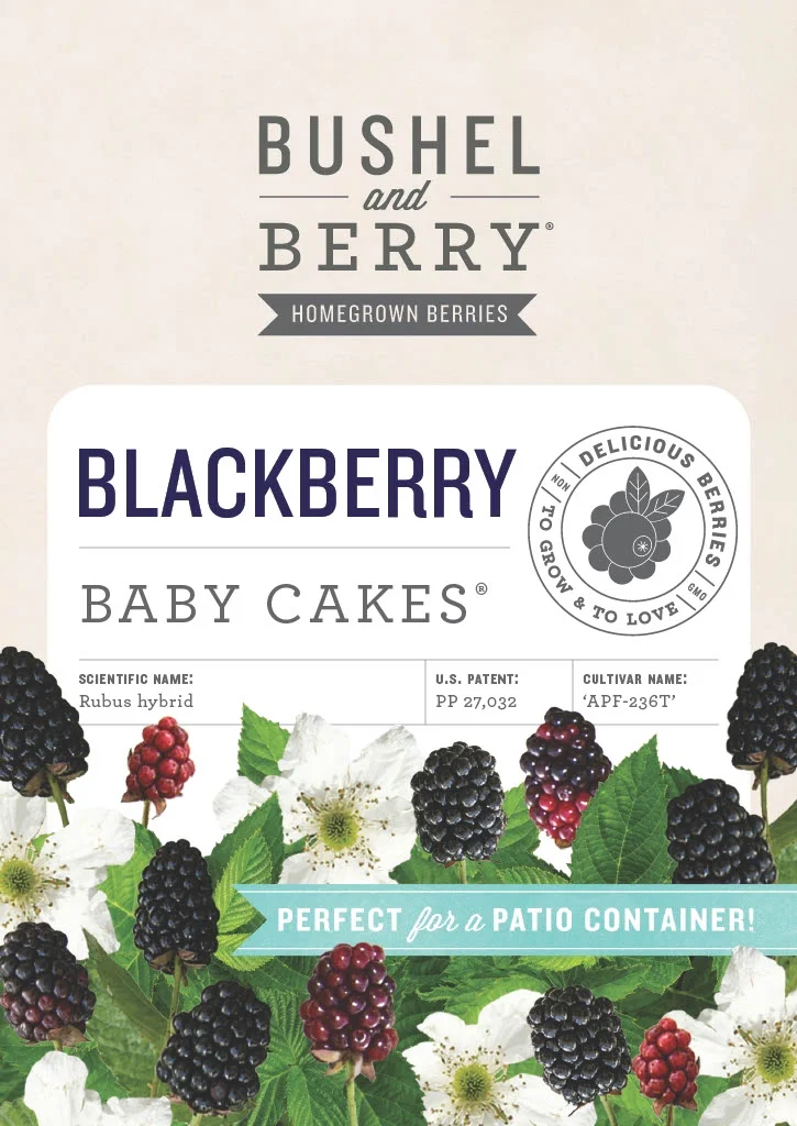 5.5 in Bushel and Berry® Baby Cakes® Blackberry Live Shrub with Full Sun-1 Piece