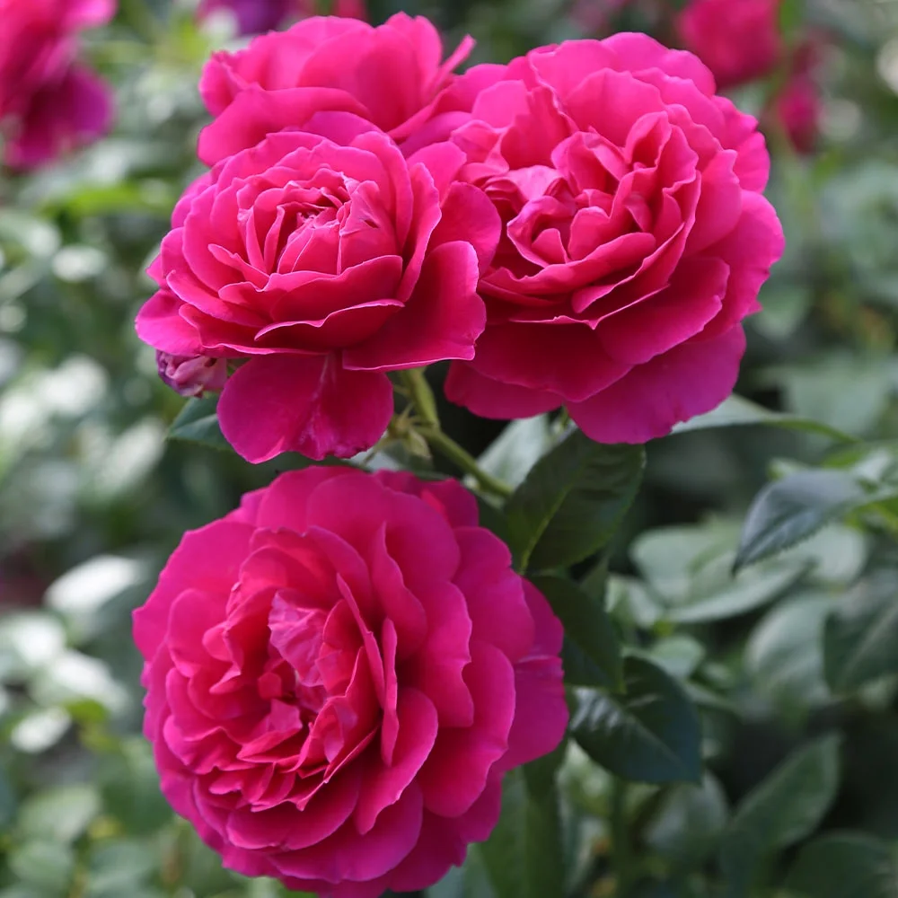 Heirloom Roses Rose Bush - Pretty Lady Rose™ Hybrid Tea , Live Rose Plant