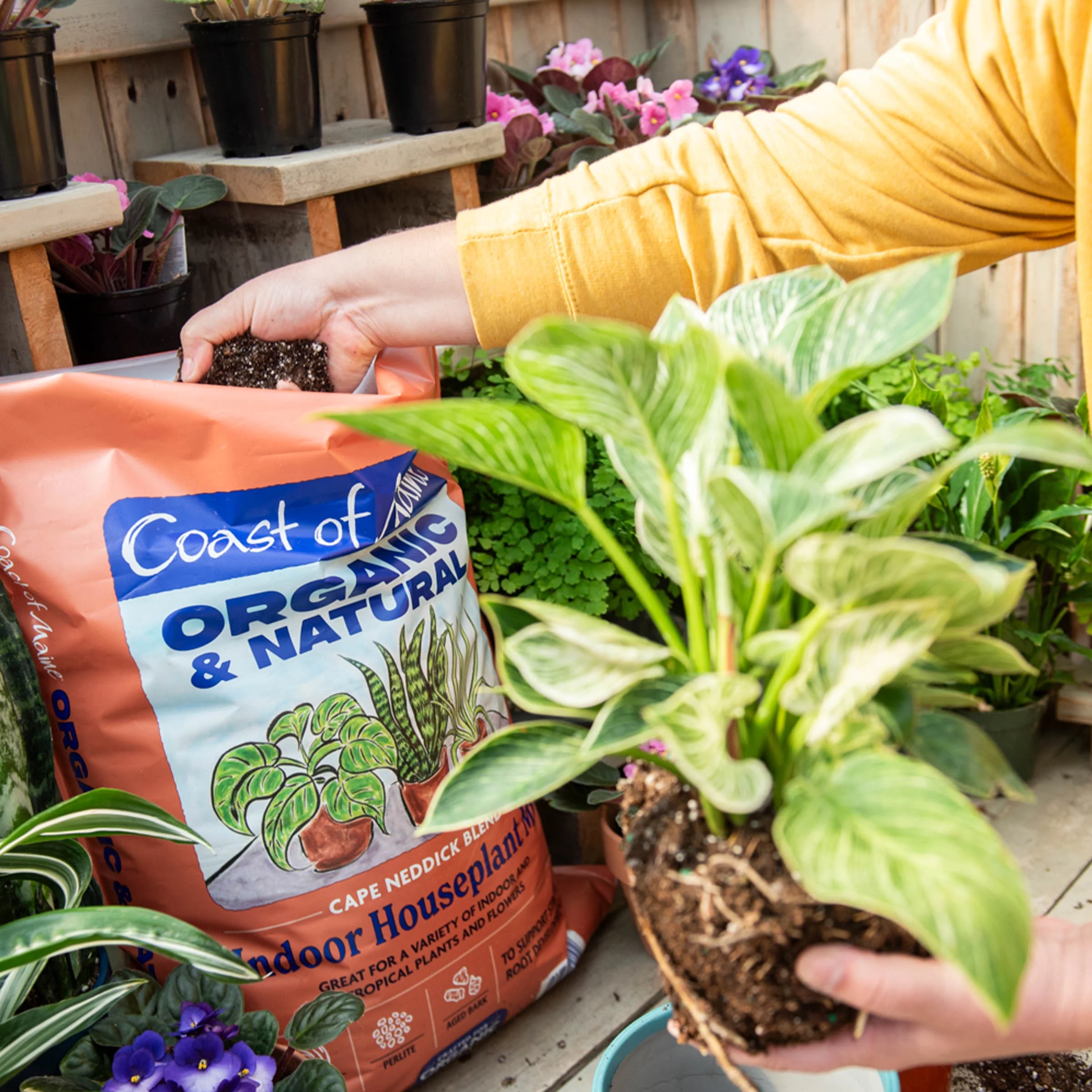 Coast of Maine Organic and Natural Cape Neddick Blend Indoor Houseplant Potting Mix, 16 qt