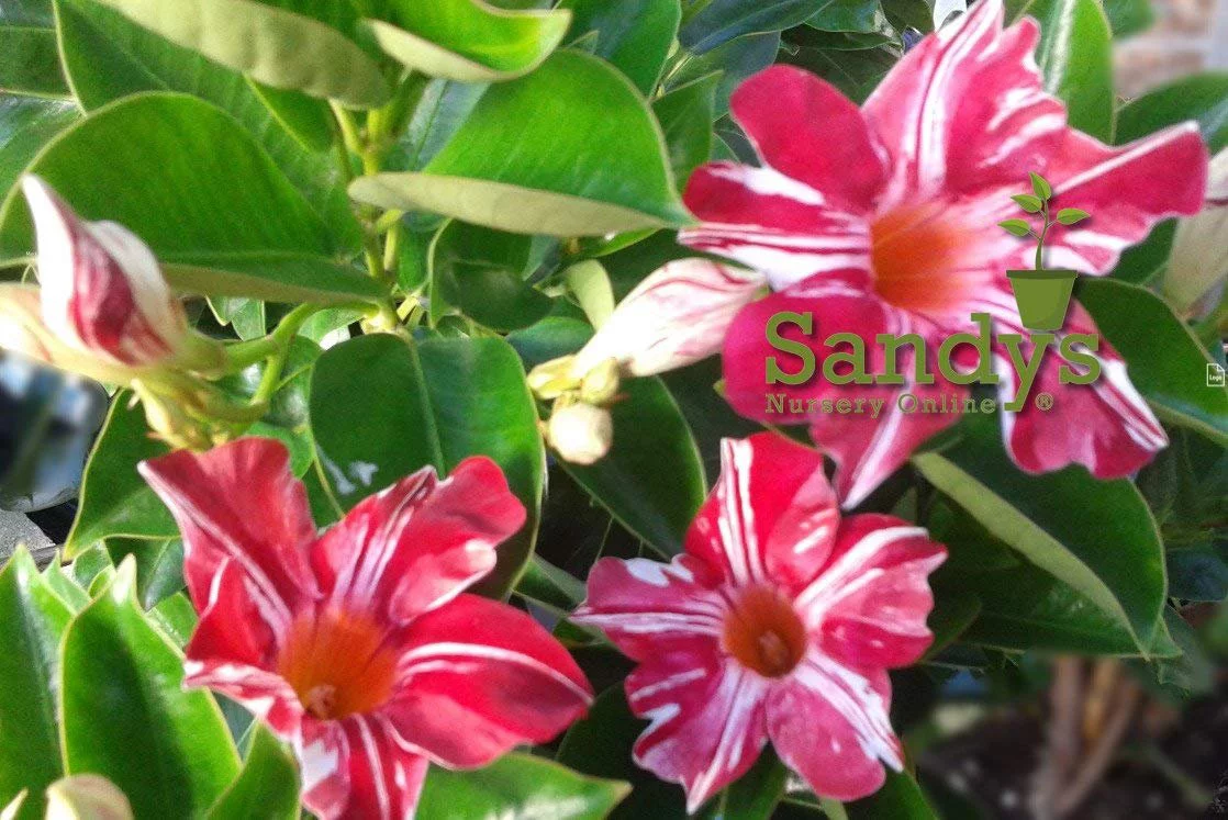 Mandevilla Stars & Stripes Red & White 3 inch pot