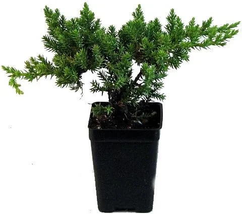 Japanese Juniper Bonsai Starter Tree - 2.5