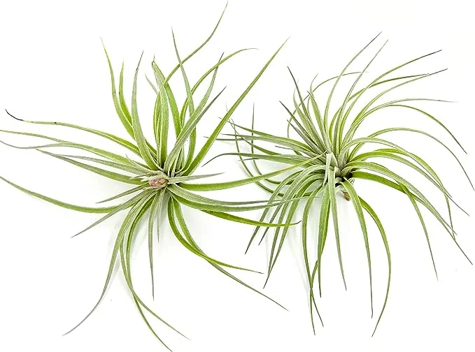 ragnaroc Air Plants - Tillandsia Hybrid No. 1, Large 5-7