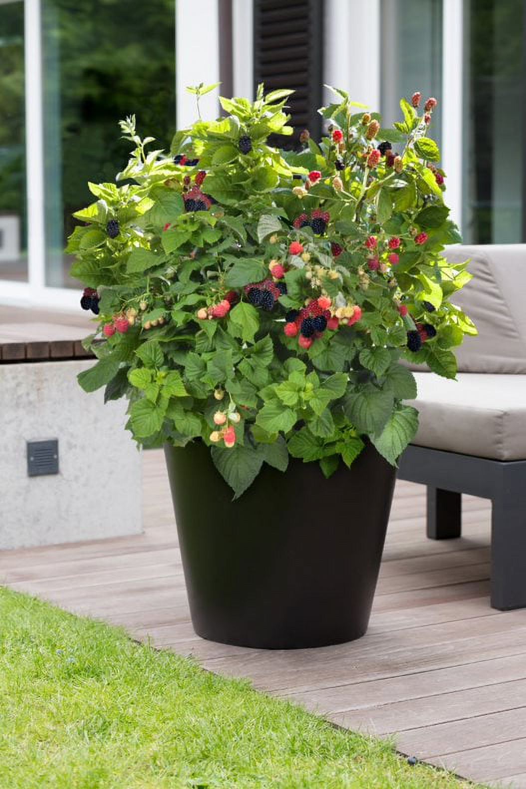 Bushel and Berry 2 gal Blackberry Baby Cakes Live Shrubs