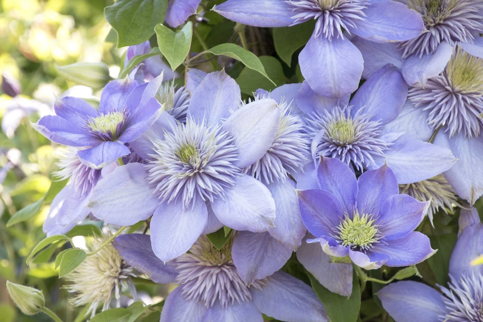 Clematis Bulbs, Decorative Garden, Climbers, Perennials, Gardening,Clematis Bulbs For Sale