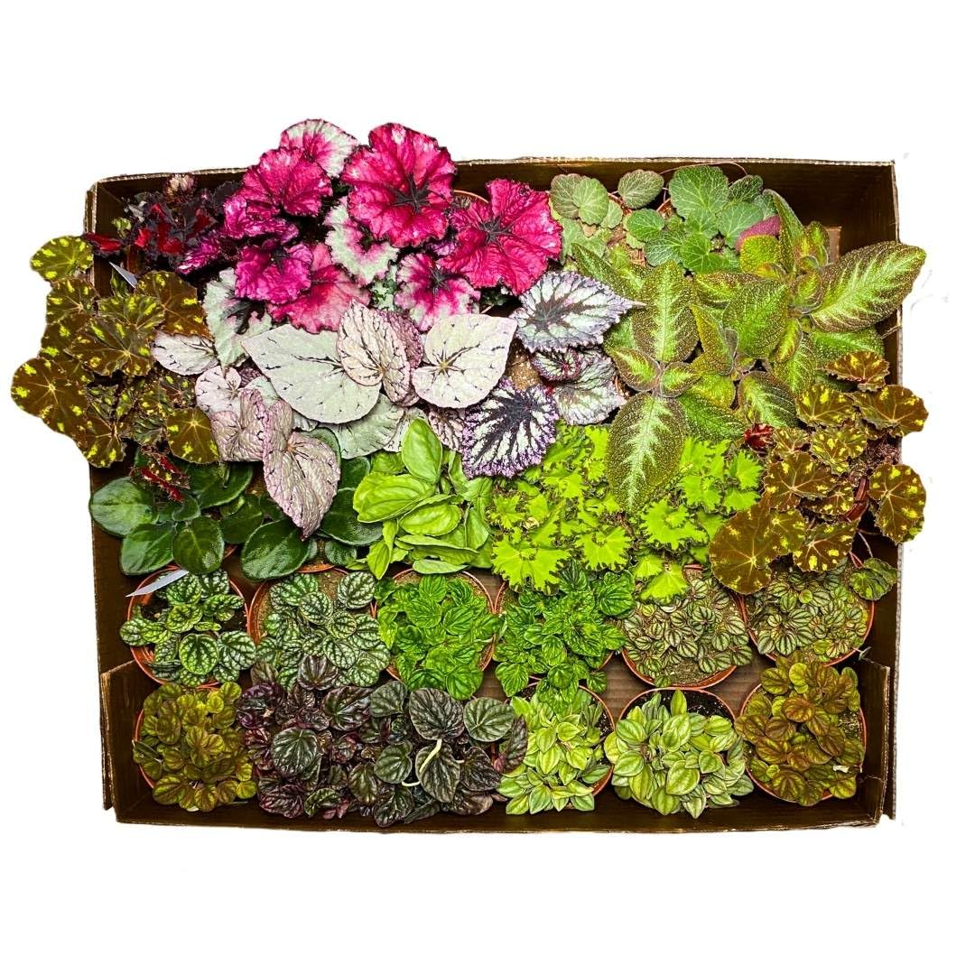 BubbleBlooms Harmony's Sample Box Full Case 30 4-inch Bulk Begonia, Episcia, African Violet, Angel Wing, Peperomia, Piper Variety Pack