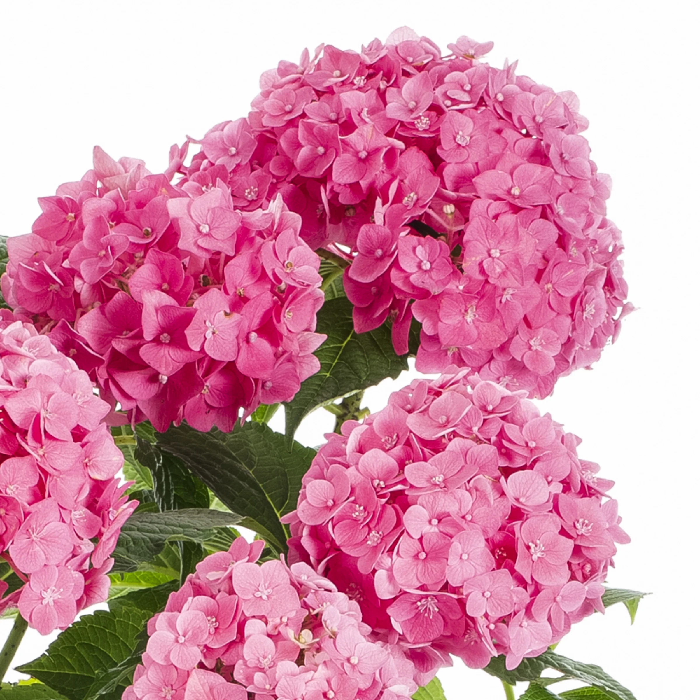 Endless Summer 1Gal Blue Hydrangea Live Shrub Grower Pot Sun