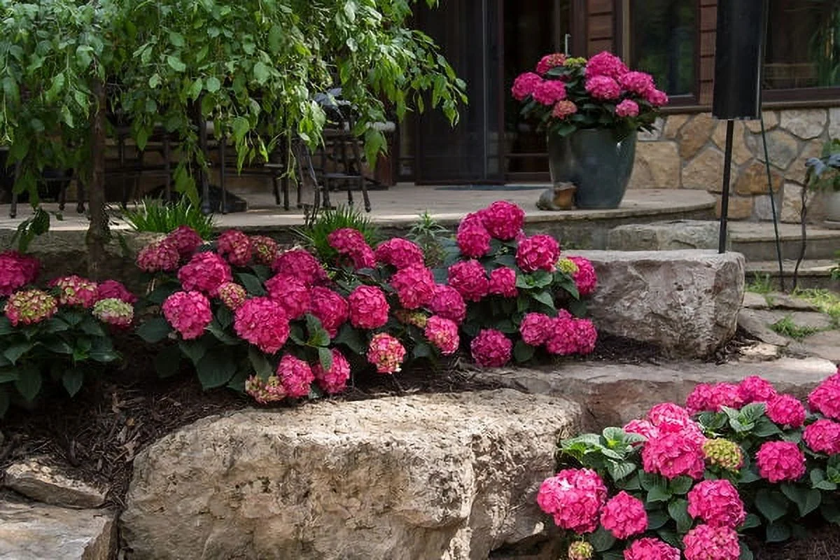 3.00 Gal Hydrangea Endless Summer, Zone 4, Hydrangea, Full Sunlight Live Plants Live Plant