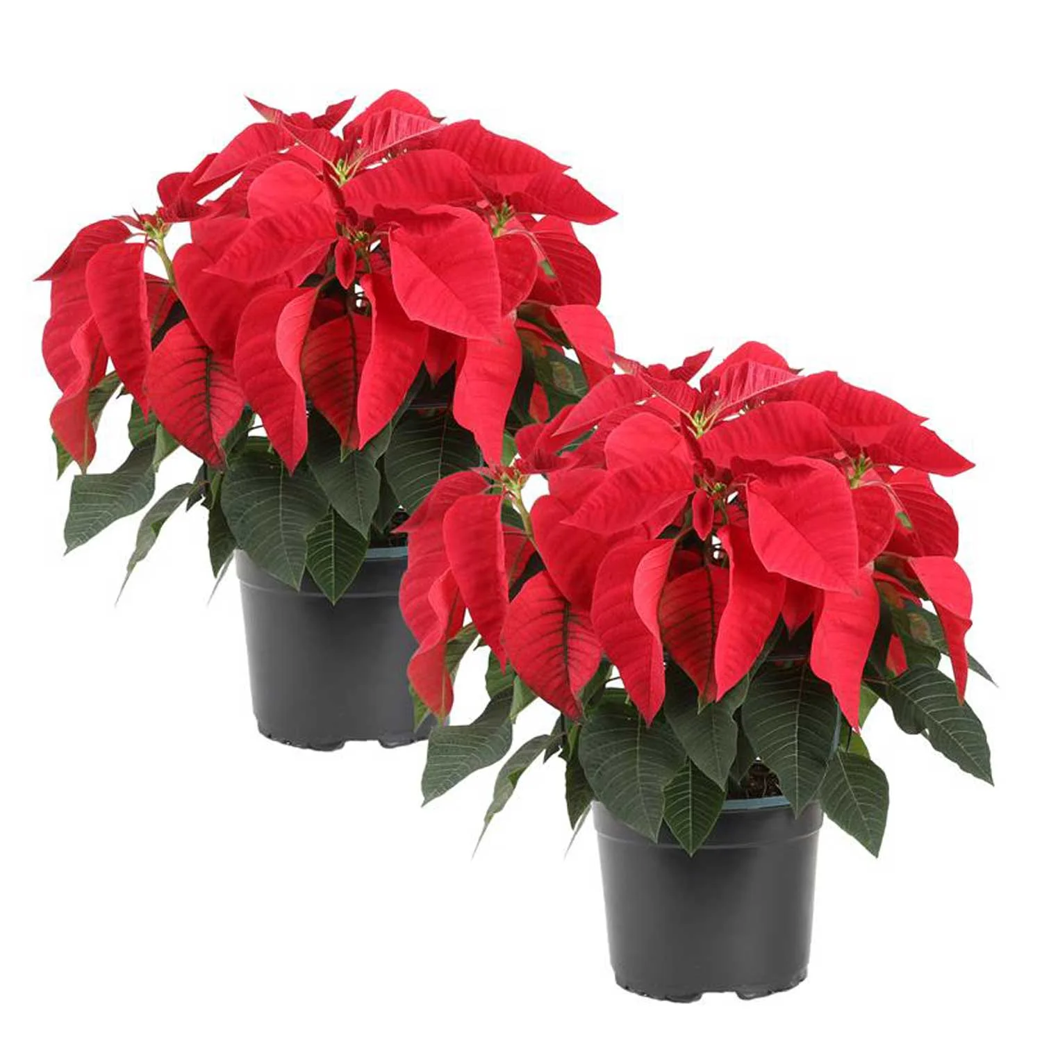 Costa Farms Live Indoor 2 Quart Red Poinsettia; Bright, Indirect Sunlight Plant in 5in. Grower's Pot, 2-Pack