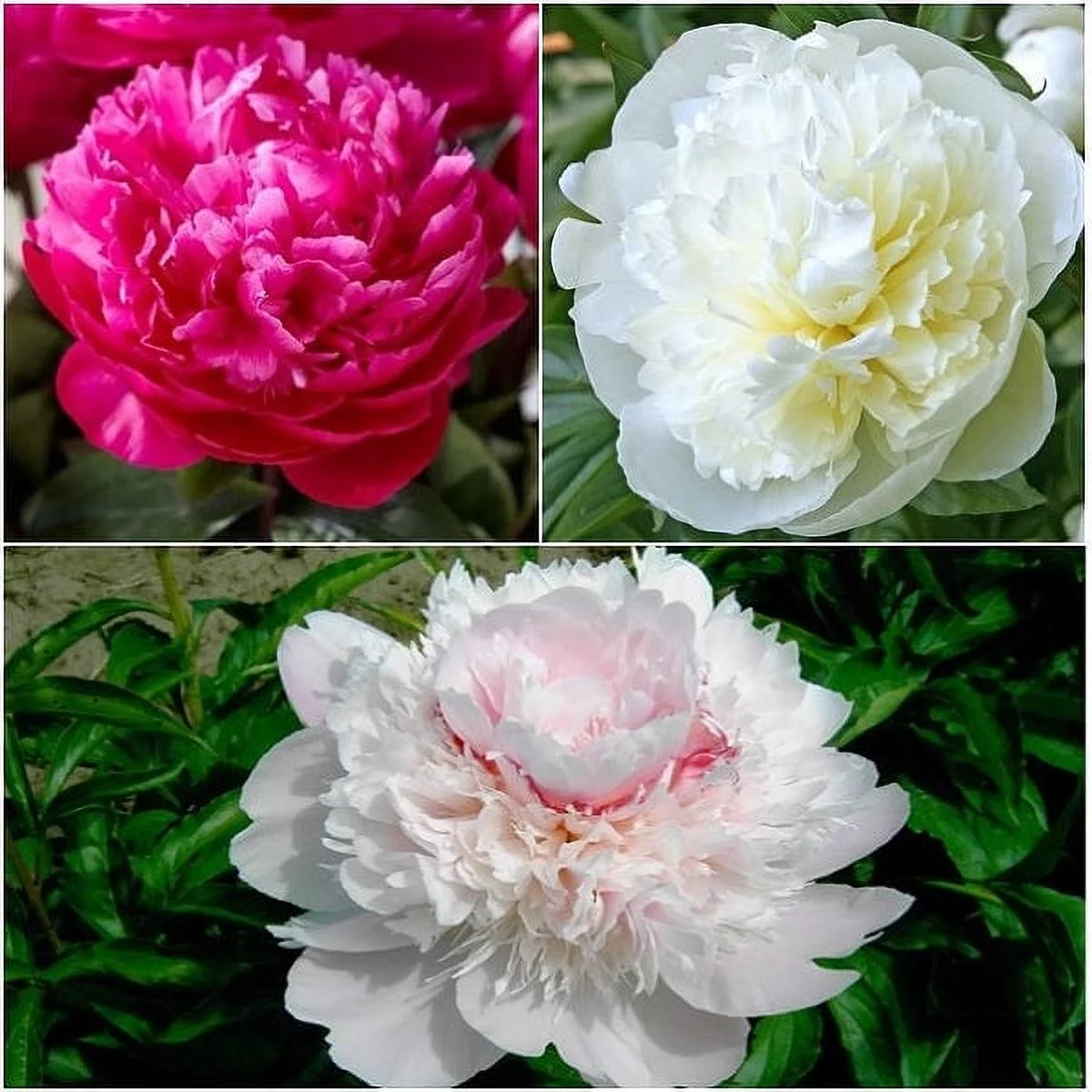 Peony Roots - Long Lasting Mix - 9 Roots - White/Pink Flower Bulbs,  Root  Attracts Bees, Attracts Butterflies, Attracts Pollinators, Easy to Grow & Maintain, Fragrant, Container Garden
