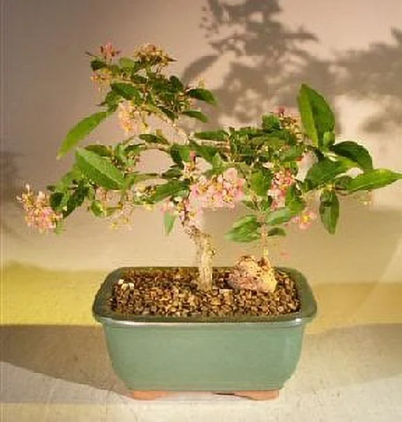 Dwarf Cherry Barbados Bonsai Tree - Medium Flowering Weeping Plant 7inch Tall 7 Years Grow Blossom Live Plants w/ Mica Pot Japanese Indoor for Planting, Old, (c1272)