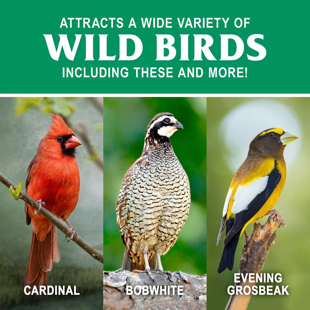 Royal Wing Grey-Striped Sunflower Wild Bird Food, 20 lb.