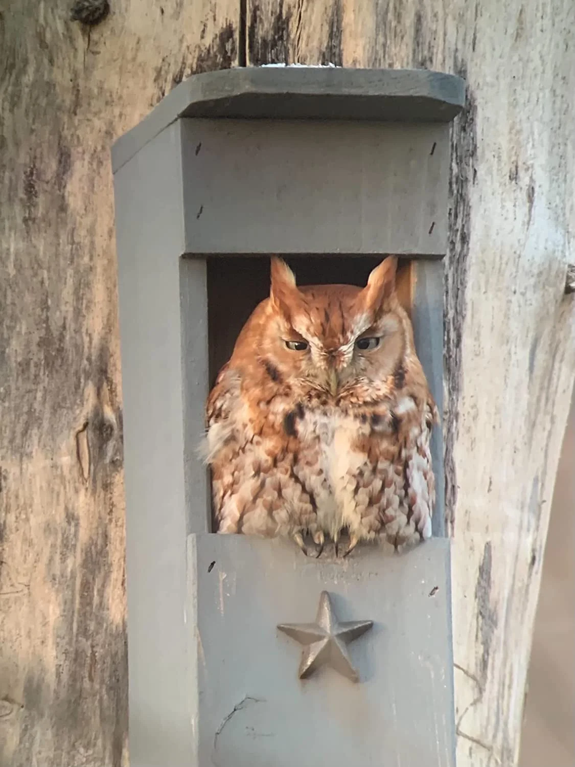 Screech Owl House - Nesting Box - Rectangular Opening