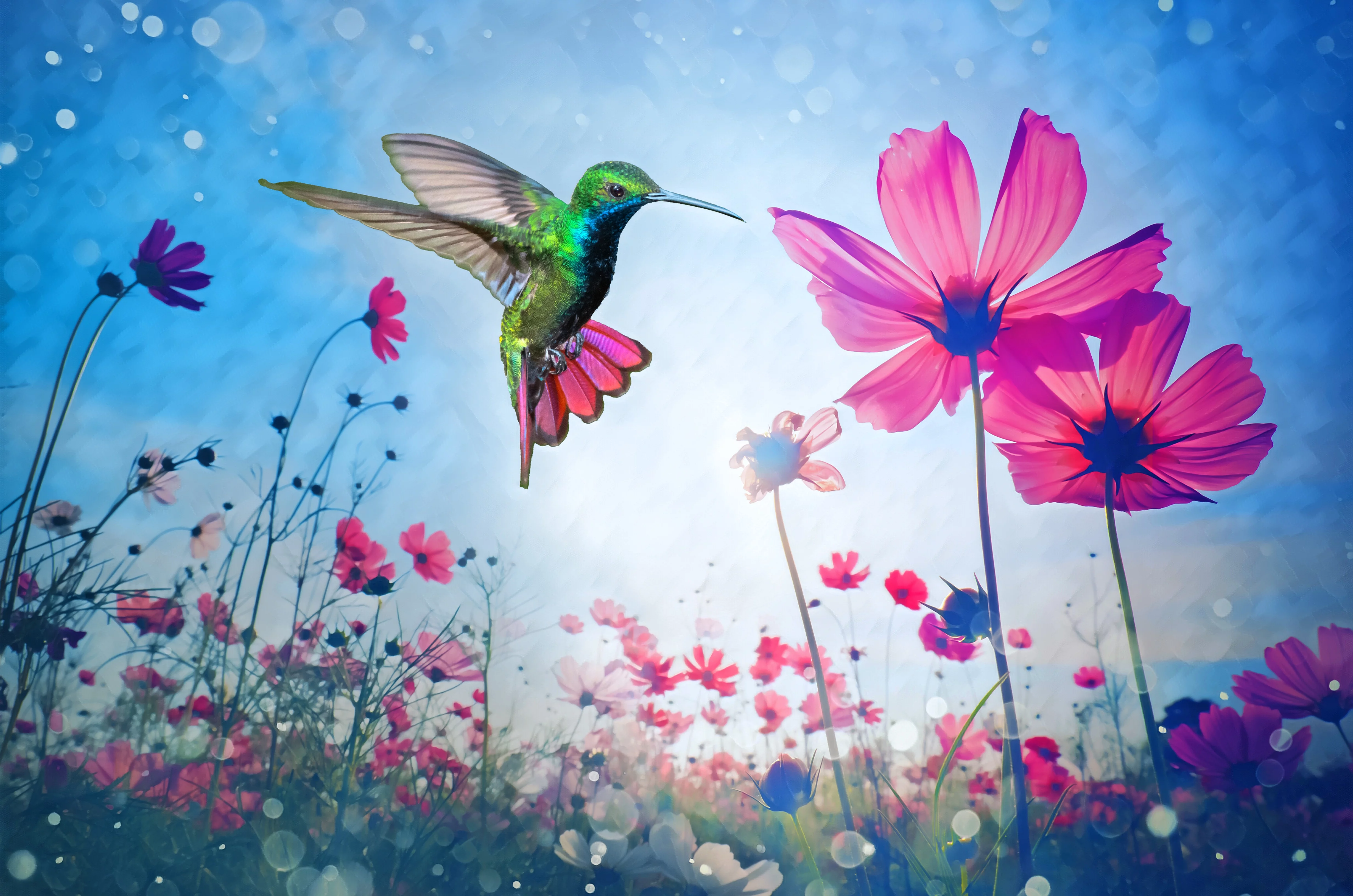 Adobe Photoshop Premiere Elements 2024 Teacher Edition- WIN [Digital Download]