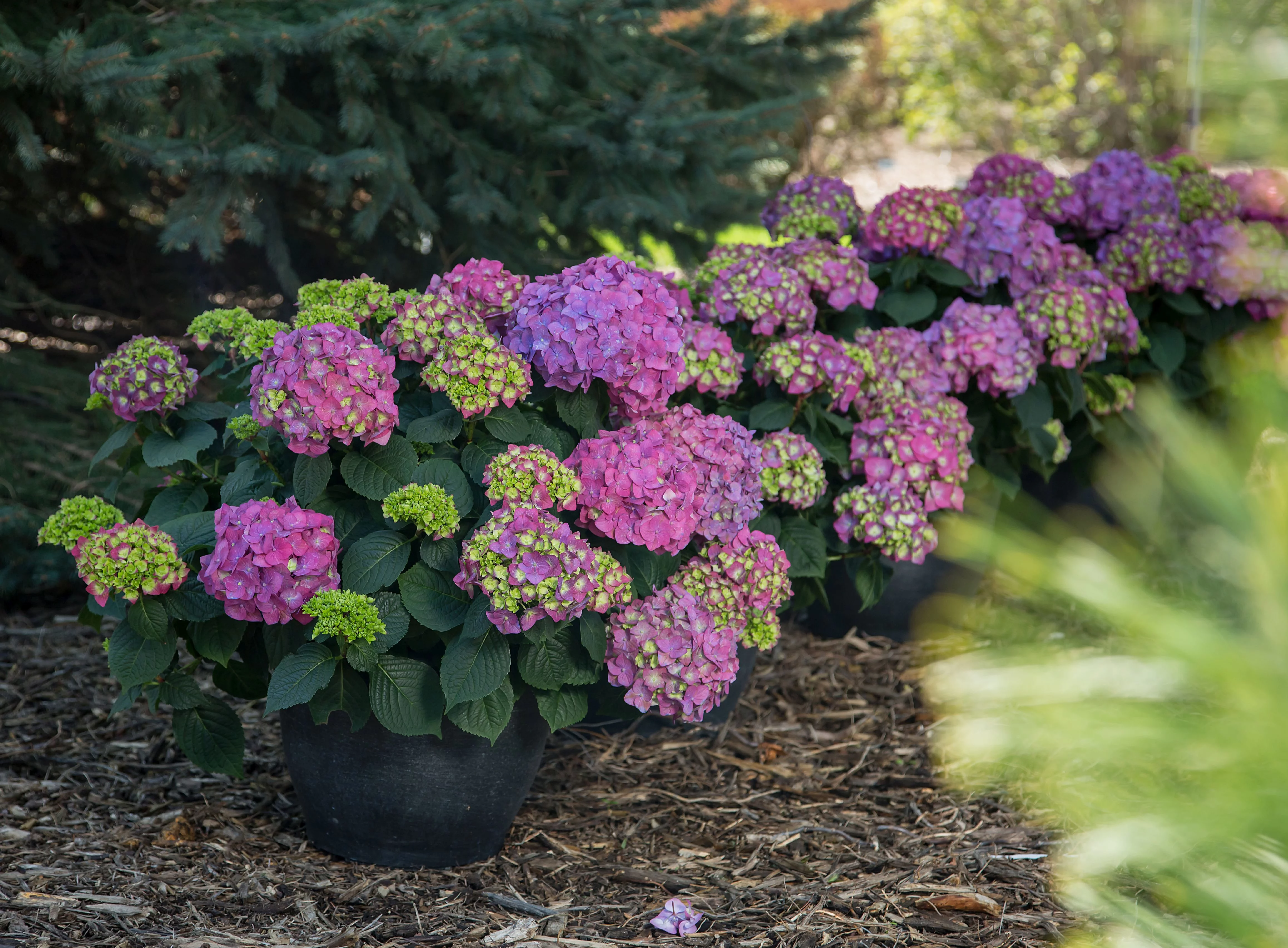 Endless Summer 2 gal Hydrangea Summer Crush Live Shrubs