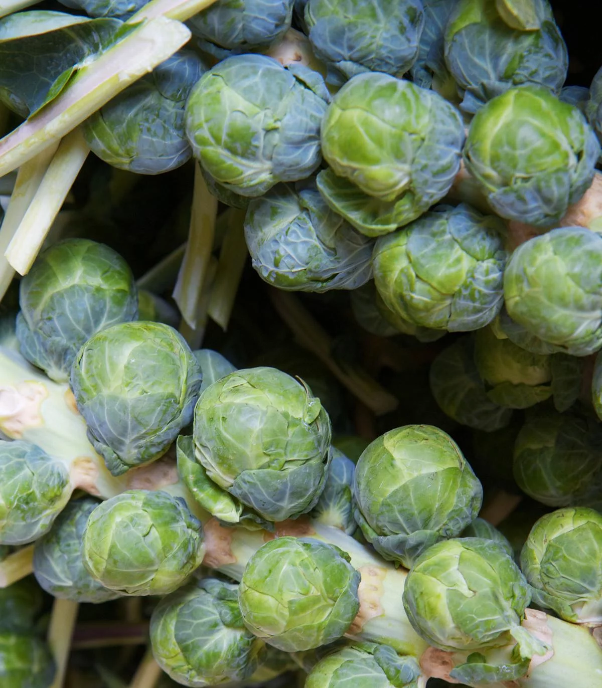 Earthcare Seeds - Brussels Sprouts Long Island Improved 500 Seeds (Brassica Oleracea) Heirloom - Open Pollinated