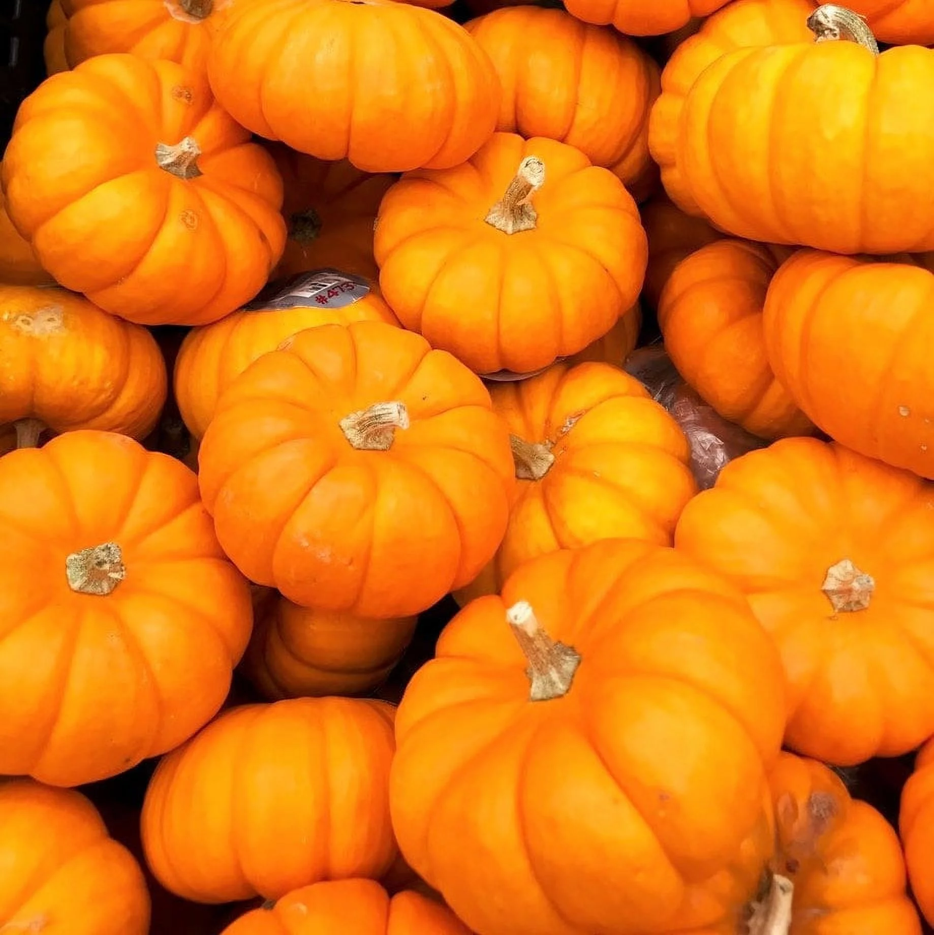 TomorrowSeeds - Jack Be Little Pumpkin Seeds - 30+ Count Packet - Miniature Orange Pumpkins Untreated Mini Baby Squash Vegetable Seed For 2024 Season