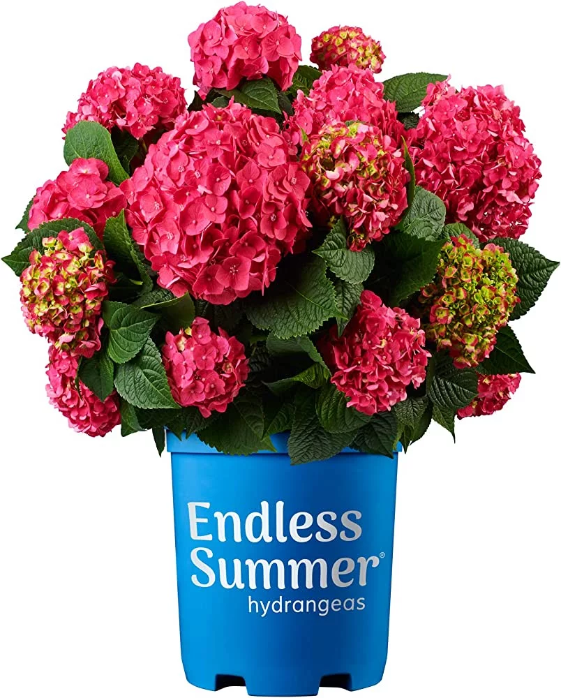Endless Summer 3G Hydrangea Summer Crush Patio Live Plants Part Shade Red