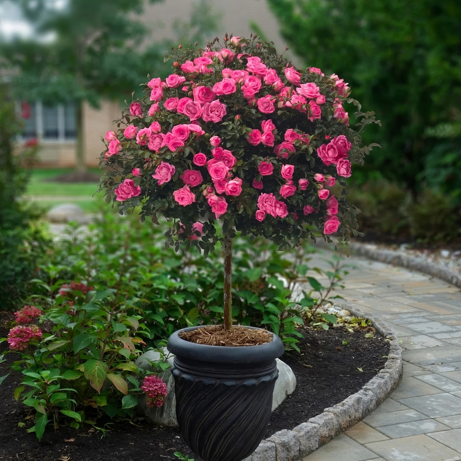 Bare Root Knock Out Rose Tree Double Pink