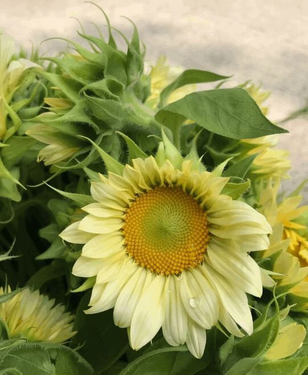 25+ Seeds| Procut white lite Seeds - Authentic Seeds - Perennial~ GMO Free ~~Flower seeds ~ Asian Garden~ Herbs B5G1 #E008